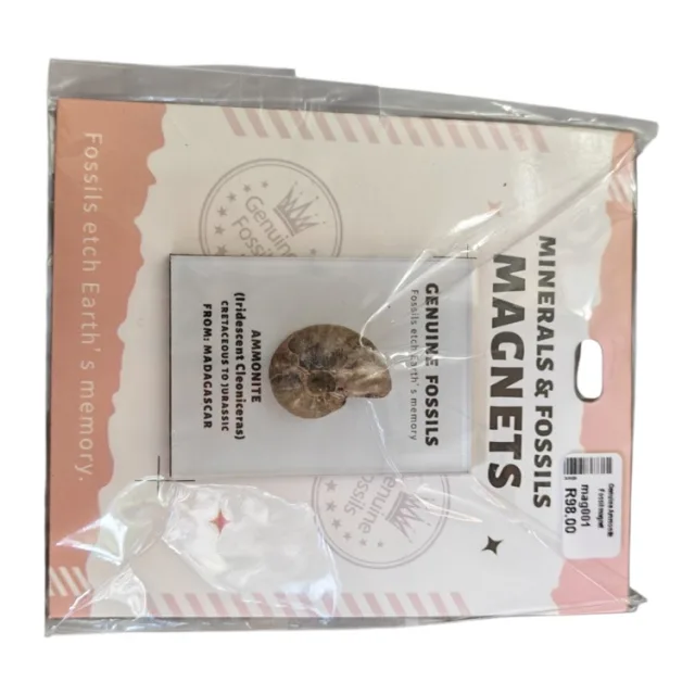 Genuine Ammonite Fossil magnet, 4 x 5.5cm