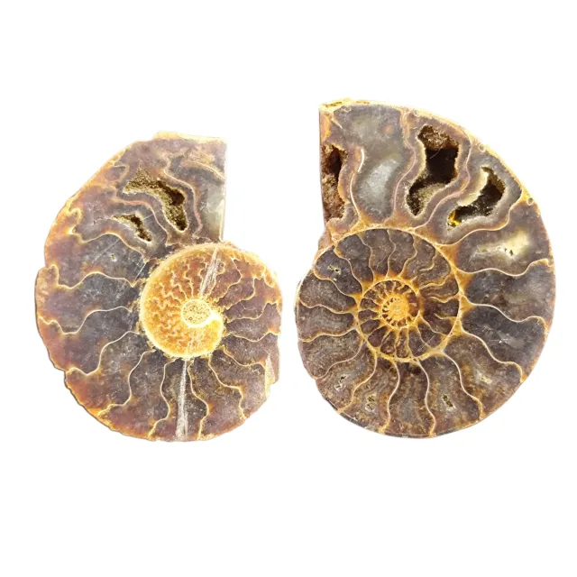 Large Halved shell Ammonite fossil, Madagascar, 25 x 22cm, stand included