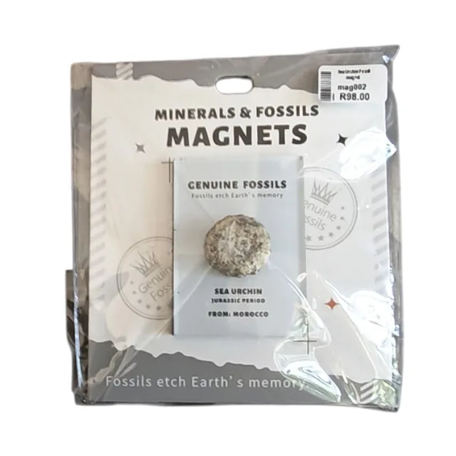 Sea Urchin Fossil magnet, 4 x 5.5cm