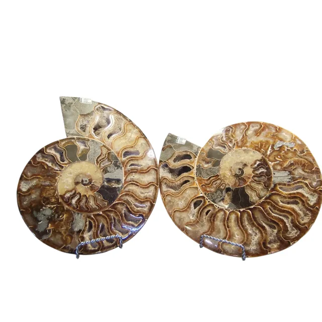 Large Halved shell Ammonite fossil, Madagascar, 25 x 22cm, stand included