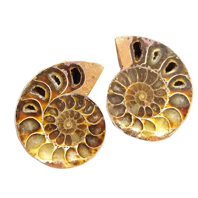 Large Halved shell Ammonite fossil, Madagascar, 25 x 22cm, stand included